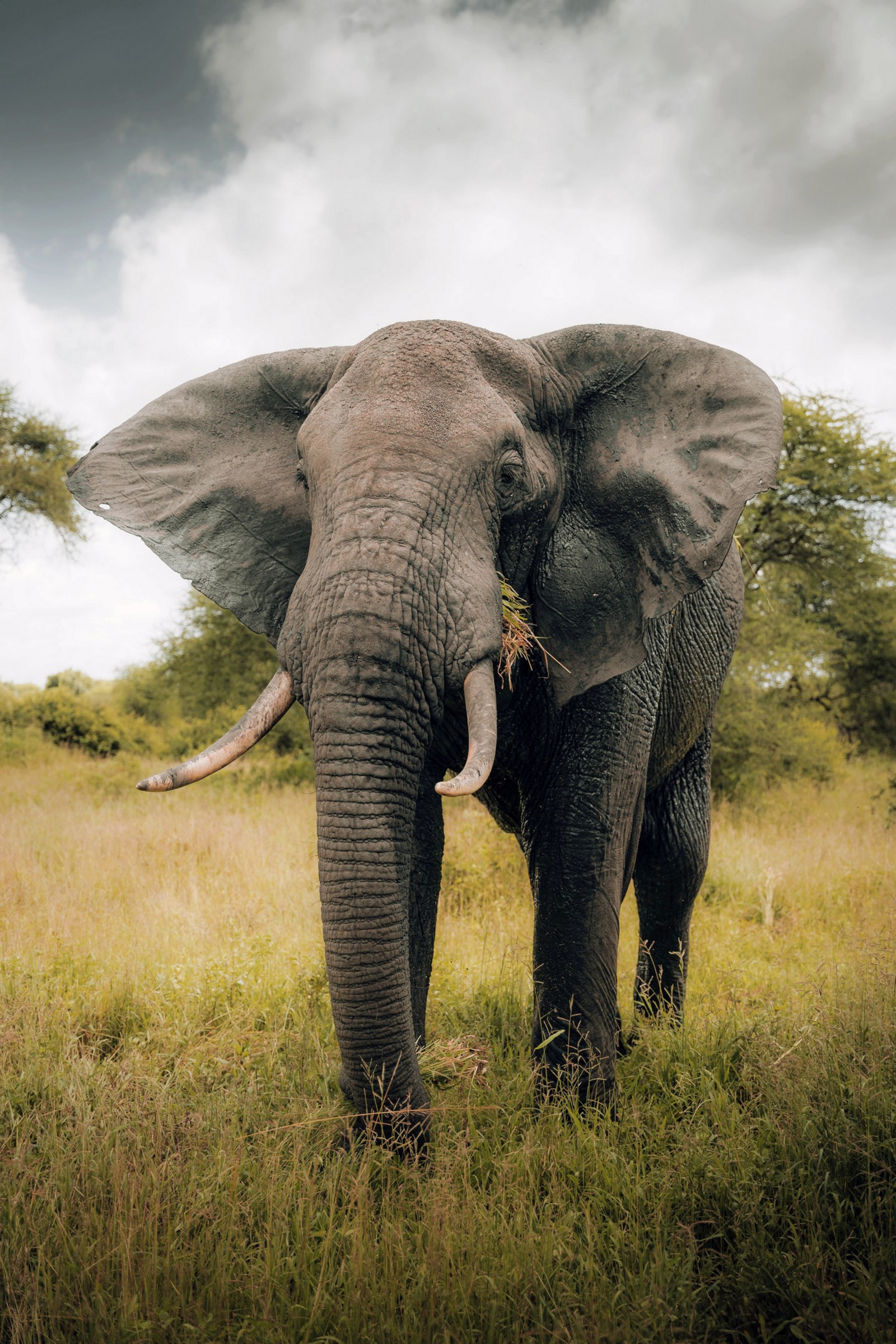 Little Chem Chem Little Chem Chem: Elefantenbulle