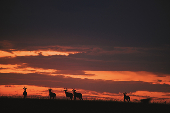 Mara Expedition Camp: Leierantilopen vor dem Abendhimmel