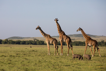 Mara Toto Tree Camp: Warzenschweine und Giraffen