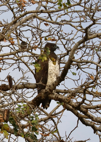 Mkomazi Wilderness Retreat: Kampfadler auf knorrigem Ast im Busch