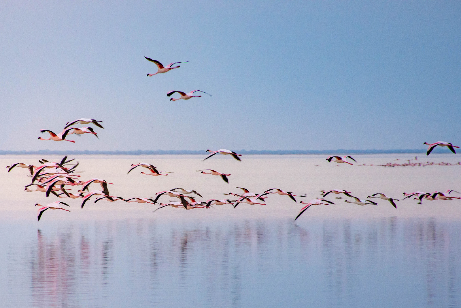 Nata Lodge Nata Lodge: Flamingos