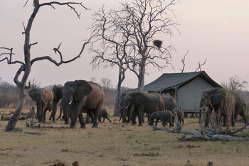 Nogatsaa Pans Chobe Lodge: Elefanten im Camp