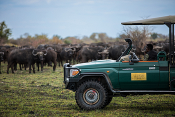 Okavango Explorers Camp Okavango Explorers Camp: Geländefahrzeug vor Büffelherde
