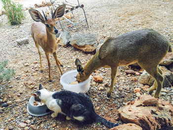 Okutala Lodge: Klippspringer, Steinböckchen und Katze