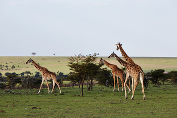 Olare Mara Kempinski: Giraffen in Natur