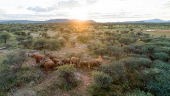 Old Traders Lodge: Elefantenherde