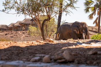 Palmwag Lodge Palmwag Lodge: Elefant an der Wasserstelle