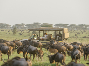 Roving Bushtops Camp: Game Drive