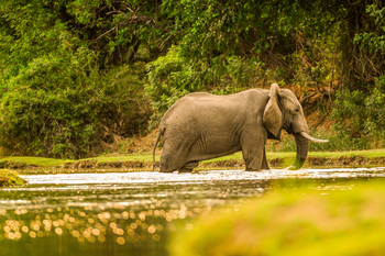 Royal Zambezi Lodge: Elefant im Wasser