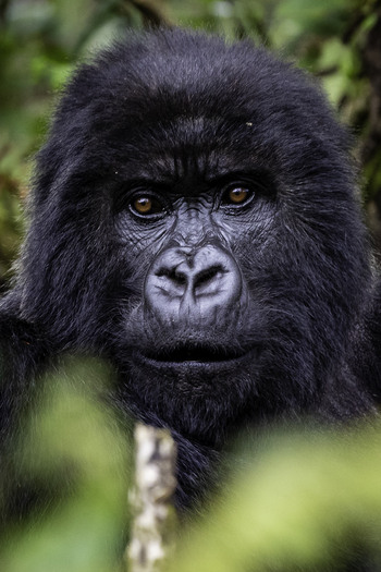 Sabyinyo Silverback Lodge: Portrait