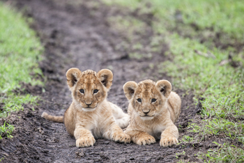 Saruni Eagle View Saruni Eagle View: Löwenkätzchen