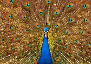 Sawai Vilas: Prunkvolles Rad