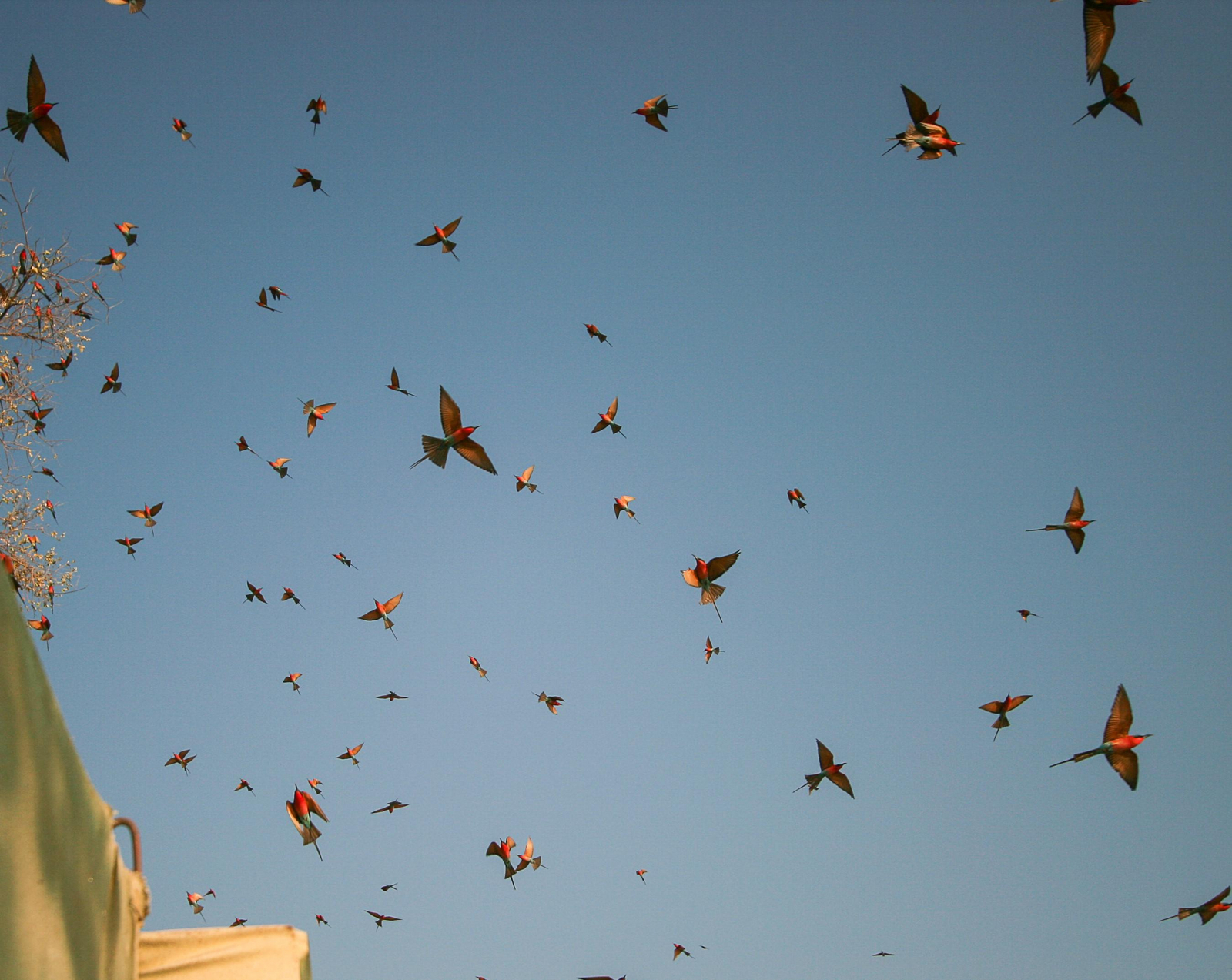 Shenton Safaris Shenton Safaris: Carmine Bee-Eater Hide