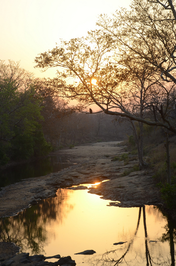 Tathastu Resort Satpura: Brown Fish Owl