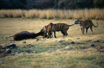 Tiger in Ranthambore National Park