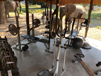 Track and Trail River Camp Track and Trail River Camp: Elefanten am Gym