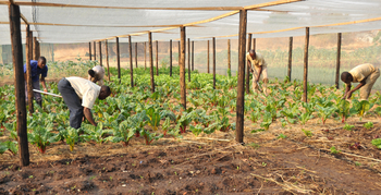 Victoria Falls Hotel: Gemüsegarten