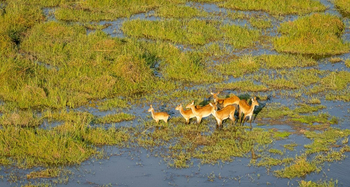 Wilderness Mokete Camp: Rote Moorantilopen