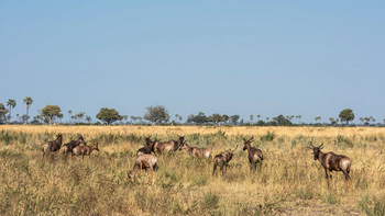 Xigera Safari Lodge Xigera Safari Lodge: Leierantilopen