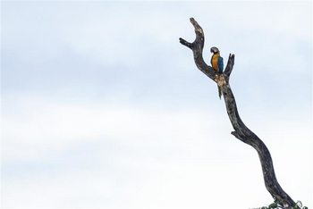 andBeyond Amazon Explorer: Blaugelber Ara auf knorrigem Baumast