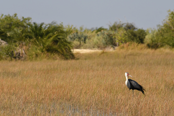andBeyond Sandibe Okavango Safari Lodge: Klunkerkranich