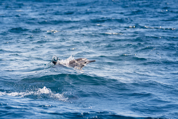 Azura Benguerra Island: Delfin