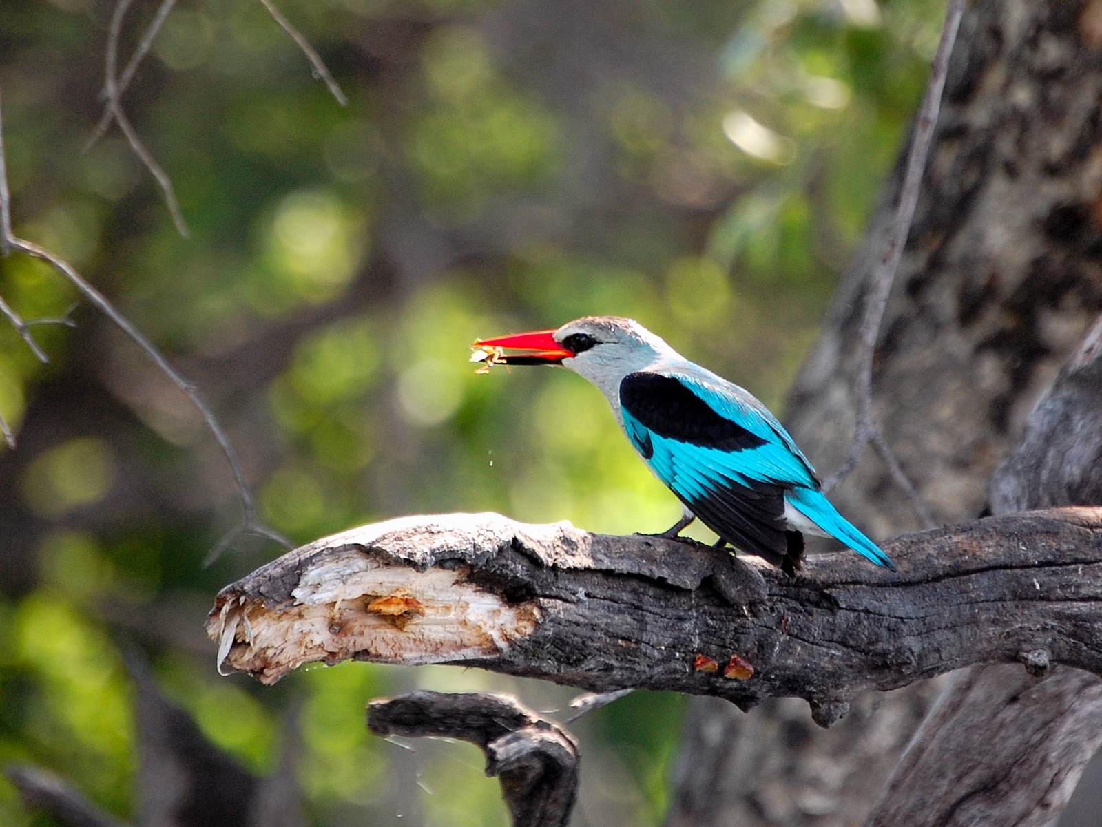 Muchenje Safari Lodge Muchenje Safari Lodge: Senegalliest