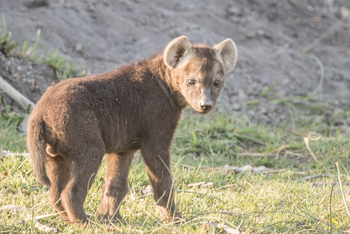 Chief's Island: Hyänenwelpe