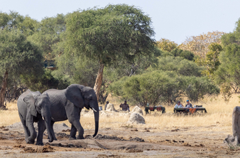 Imvelo Safaris Imvelo Safaris: Beobachtung Elefanten