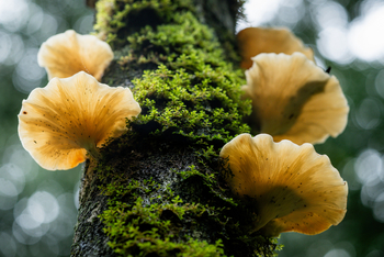 Koroi Forest Camp: Schwefelporling