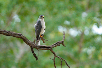 Muddy Teak Camp: Zwergsperber