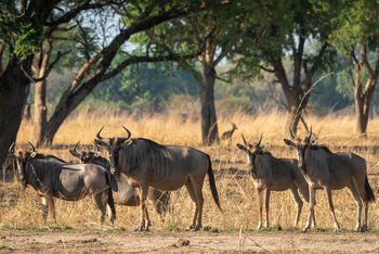 Robin Pope Safaris Robin Pope Safaris: Cookson's Wildebeest