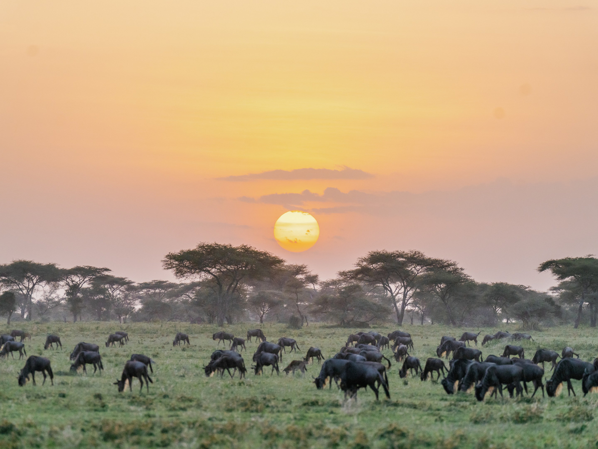 Roving Bushtops Camp