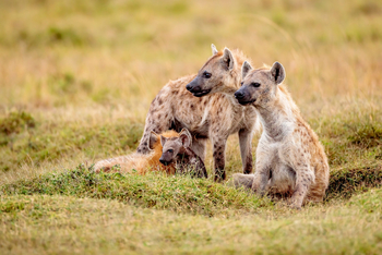 Serian Camps: Hyänen am Bau