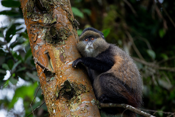 Singita Kwitonda Lodge: Golden Monkey