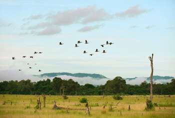 Time + Tide South Luangwa Time + Tide South Luangwa: Gänseschar