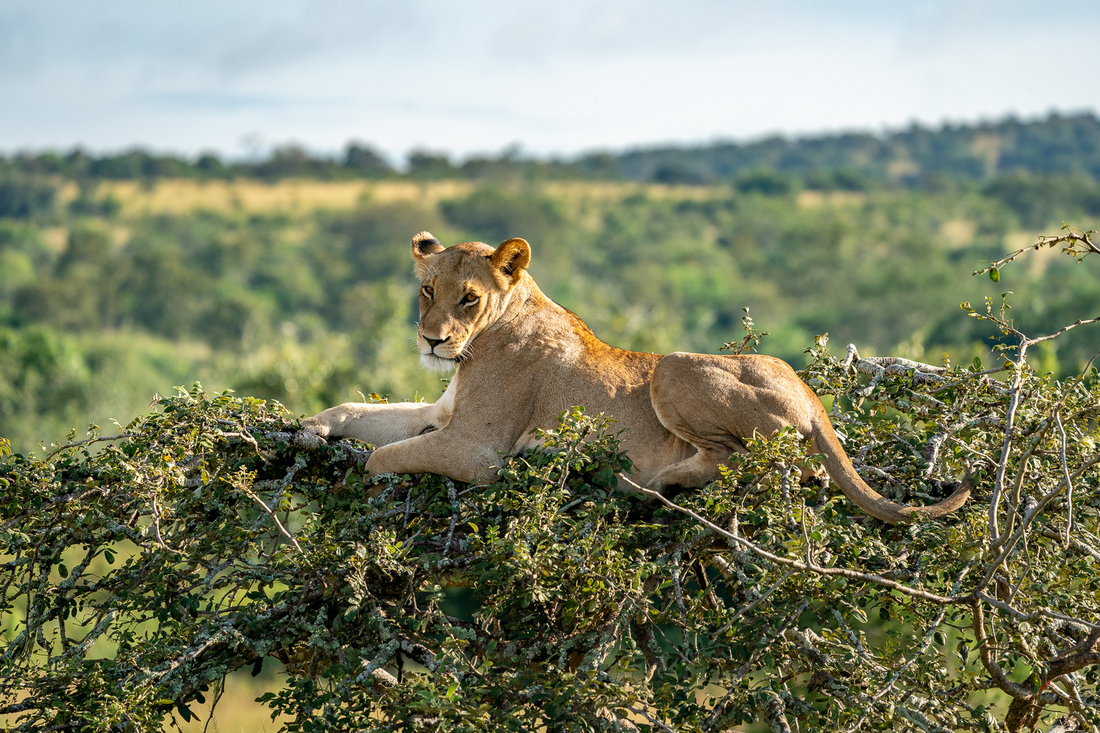 Wilderness Magashi Peninsula Wilderness Magashi Peninsula: Löwin auf einem Baum
