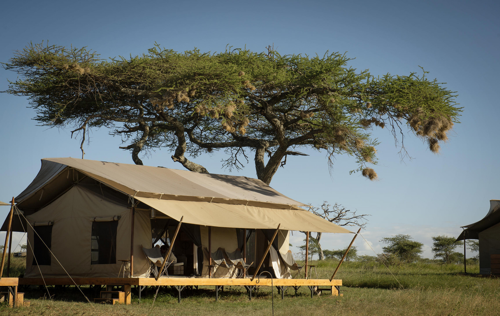 Siringit Serengeti Camp Siringit Serengeti Camp: Gästezelt auf Holzplattform
