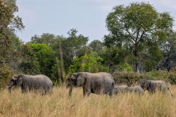 Anantara Tented Camp Kafue River: Elefantenherde grast auf üppiger Buschsavanne