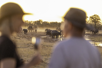 Camp Hwange: Elefantenherde und Gäste