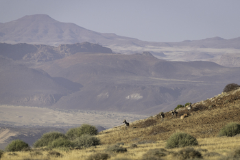 Damaraland Camp: Bergzebras in zerklüfteter Landschaft
