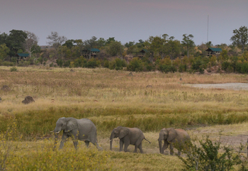 Deteema Springs Camp: Elefanten