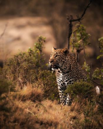 Elewana Loisaba Tented Camp: Spähender Leopard