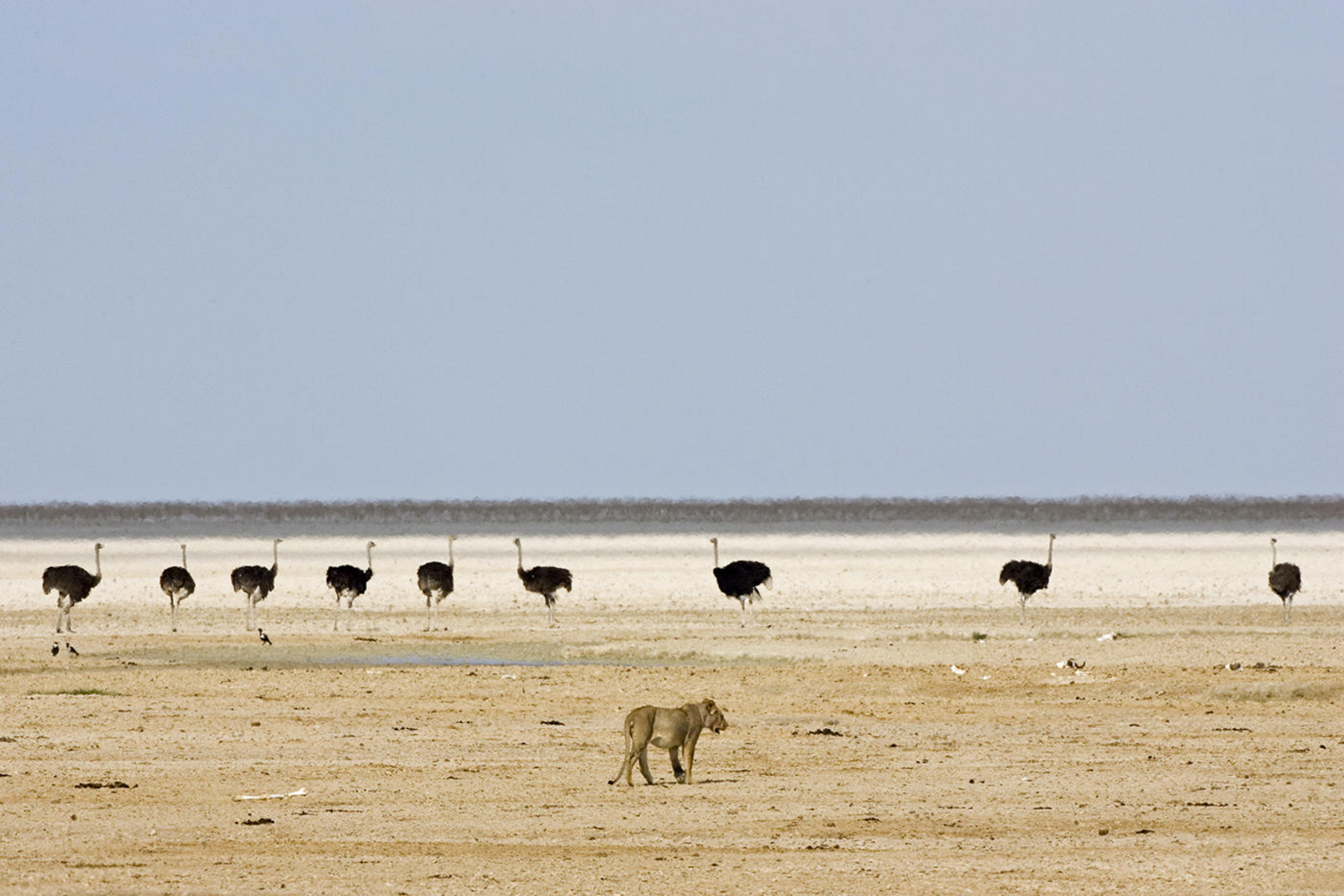 Etosha National Park Etosha National Park: Strauße und Löwe
