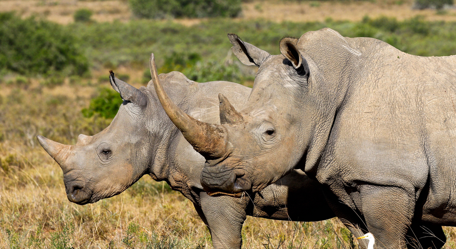 Founders Lodge by Mantis Founders Lodge by Mantis