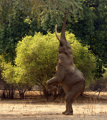 Goliath Tented Camp Goliath Tented Camp: Elefant auf zwei Beinen