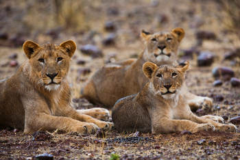 Grootberg Lodge Grootberg Lodge: Löwen