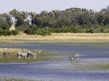 Jacana Camp: Zebras