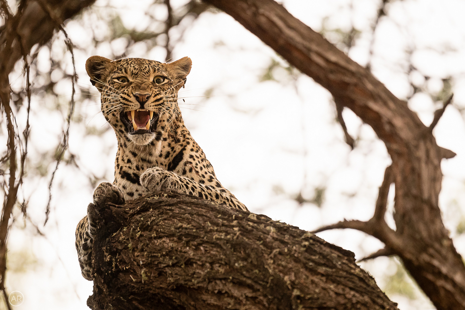 Finch Hatton's Lodge Finch Hatton's Lodge