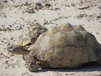 Kalahari Game Lodge Kalahari Game Lodge: Leopardenschildkröte